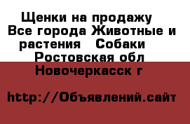 Щенки на продажу - Все города Животные и растения » Собаки   . Ростовская обл.,Новочеркасск г.